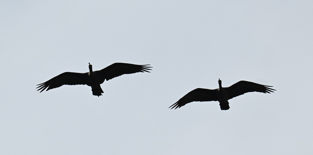 rødvorteibis - ML644460811