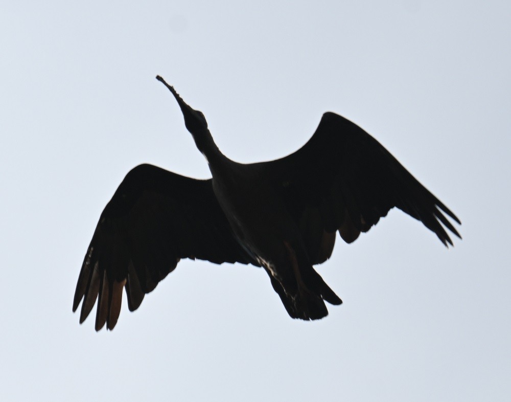 rødvorteibis - ML644460812