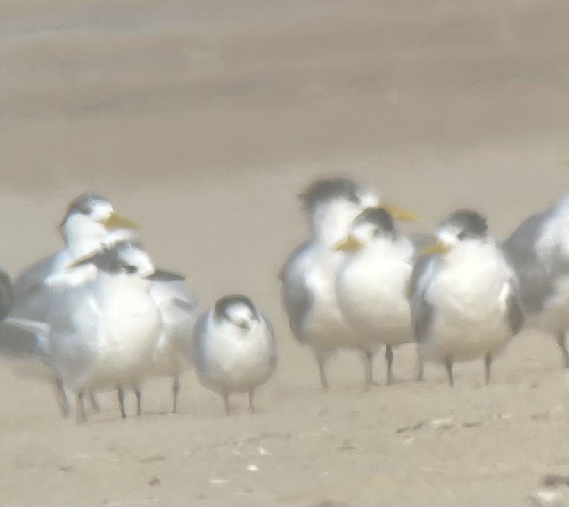 Крячок жовтодзьобий - ML644460814