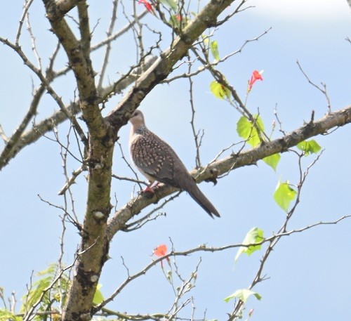 perlekragedue - ML644460815