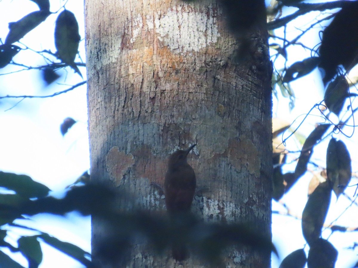 Plain-brown Woodcreeper - ML644460816