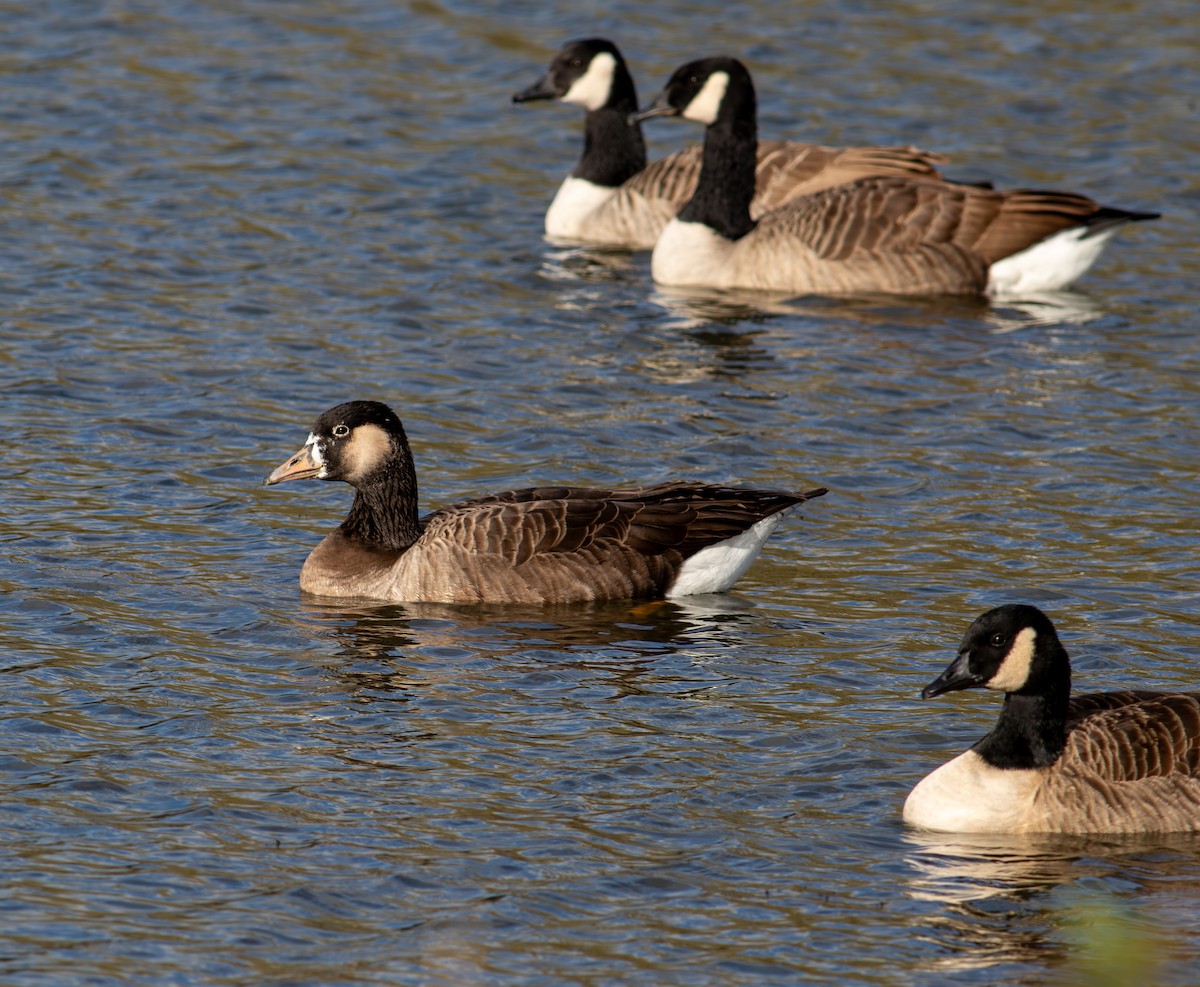 雑種 ハイイロガン ｘ カナダガン - ML644460820