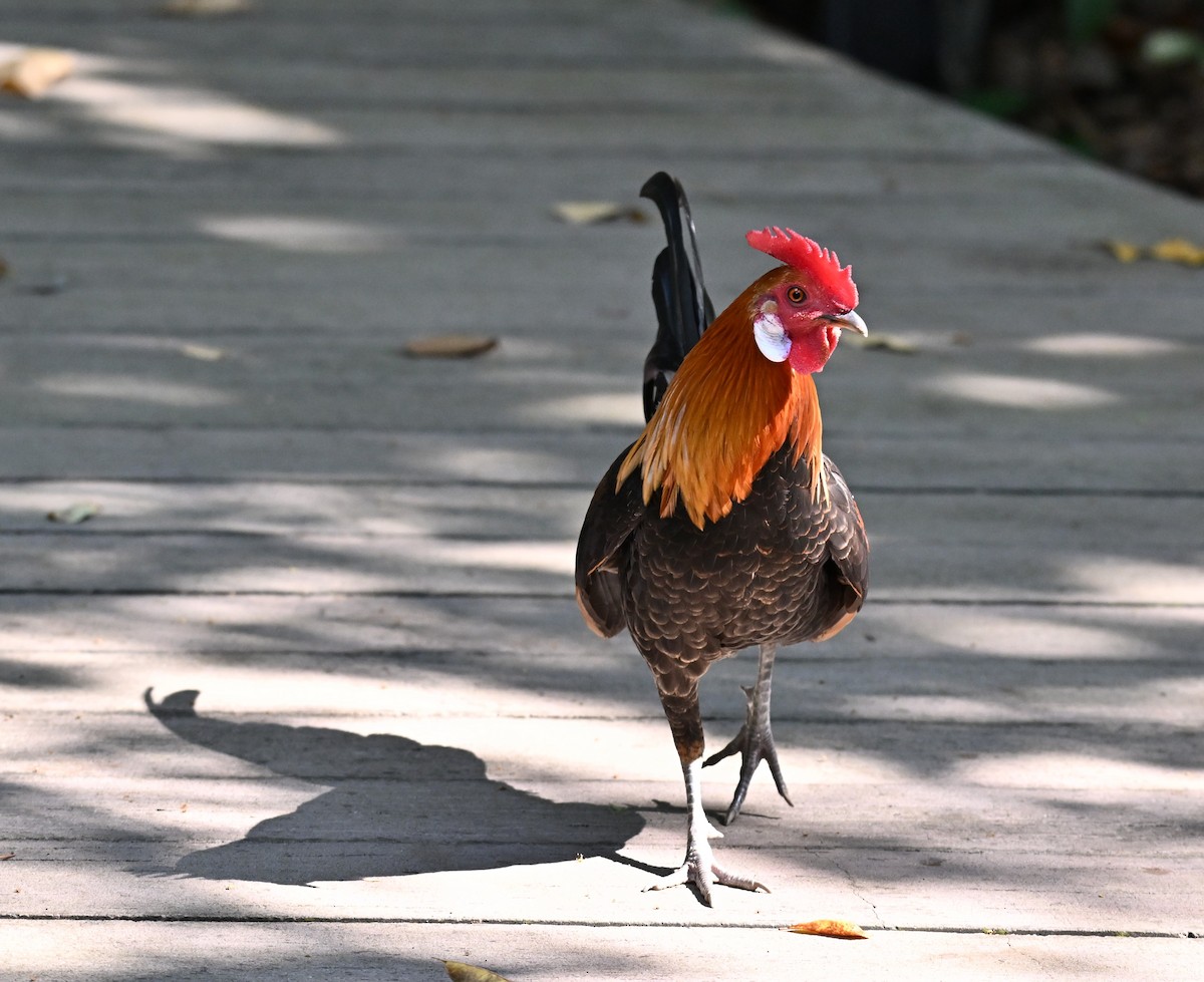 セキショクヤケイ（家畜） - ML644460821