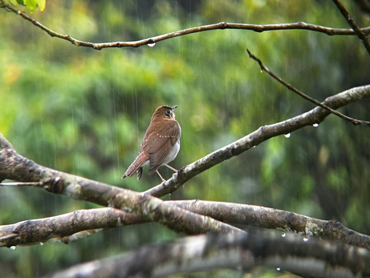 Дрізд-короткодзьоб бурий - ML644460826