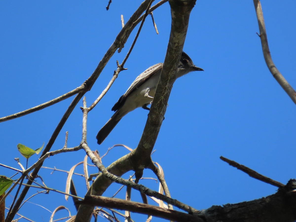 Sibilant Sirystes - ML644460829