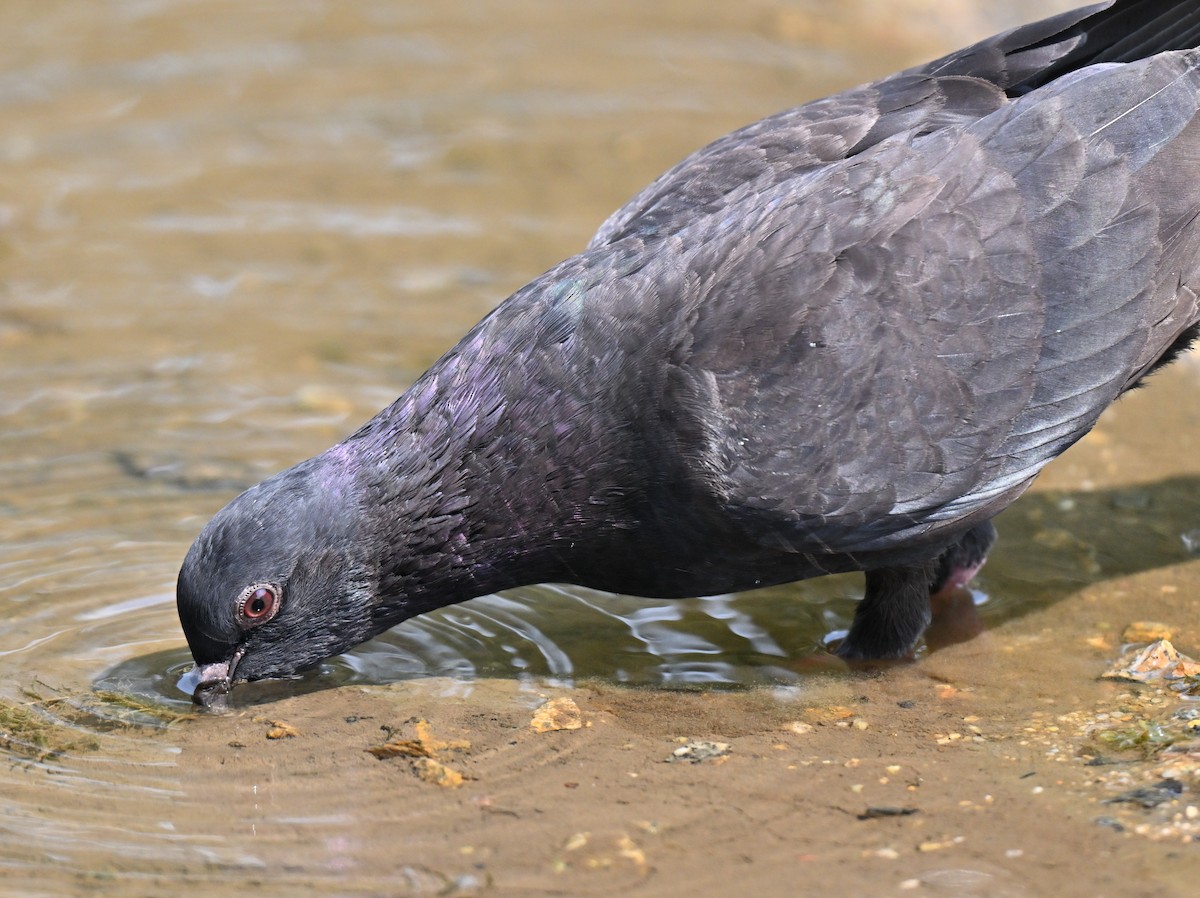 カワラバト（ドバト、家畜型） - ML644460832