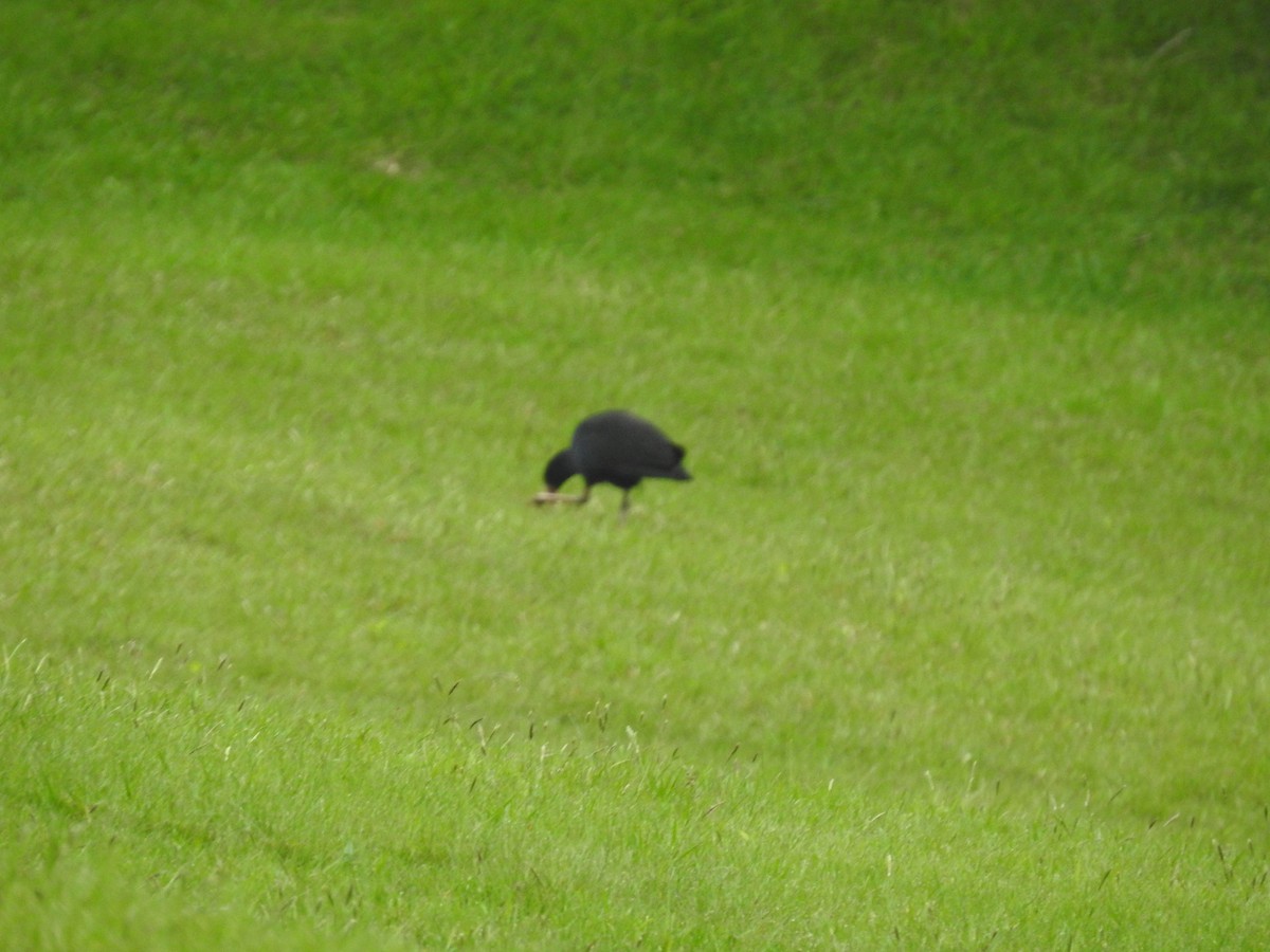 Australasian Swamphen - ML644460833