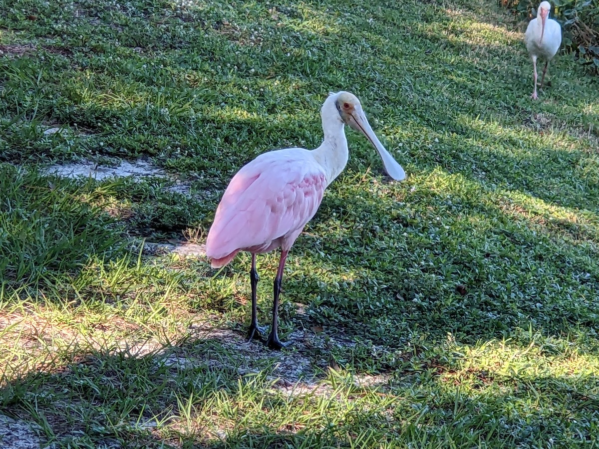 Roseate Spoonbill - ML644460835