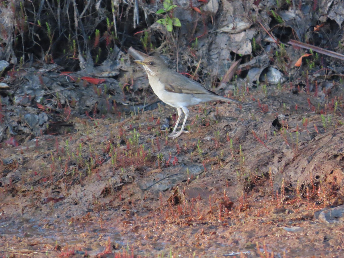 Creamy-bellied Thrush - ML644460836