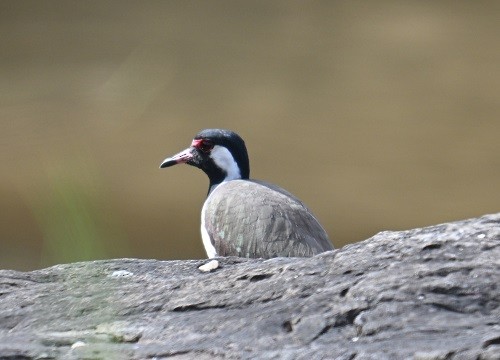 brillevipe - ML644460837