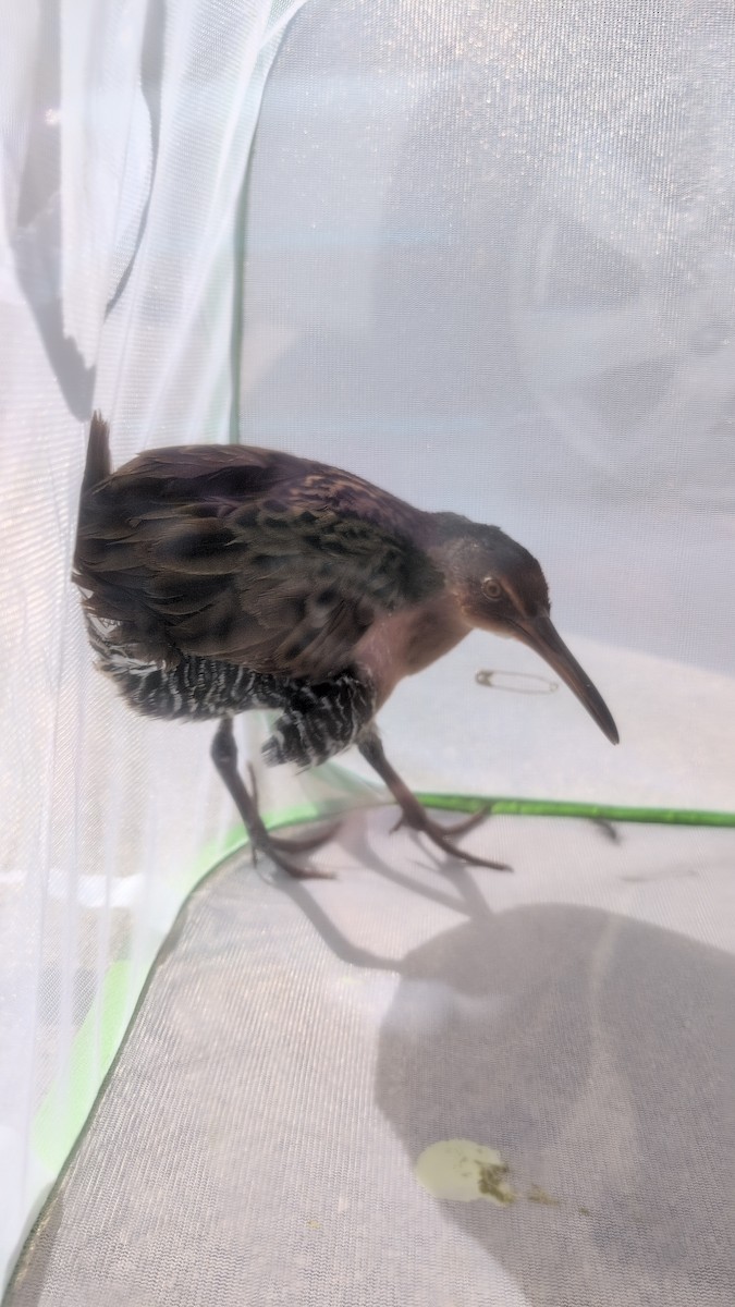 Virginia Rail - ML644460838