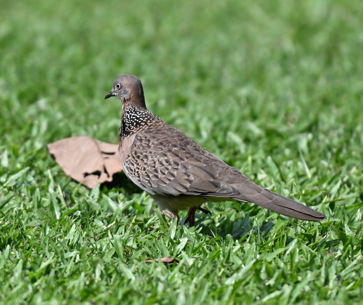 カノコバト - ML644460839