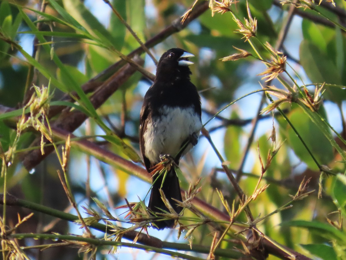 Kalın Gagalı Tangara - ML644460841