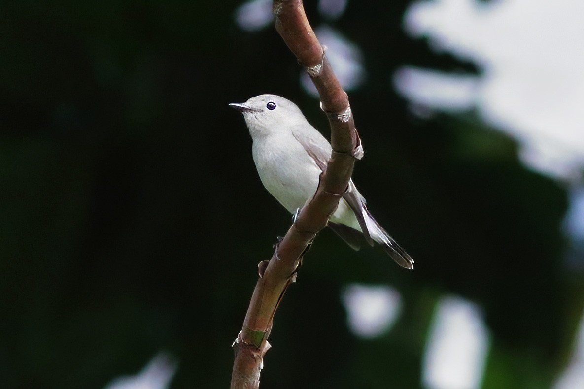 Хурган намнаа - ML644460843