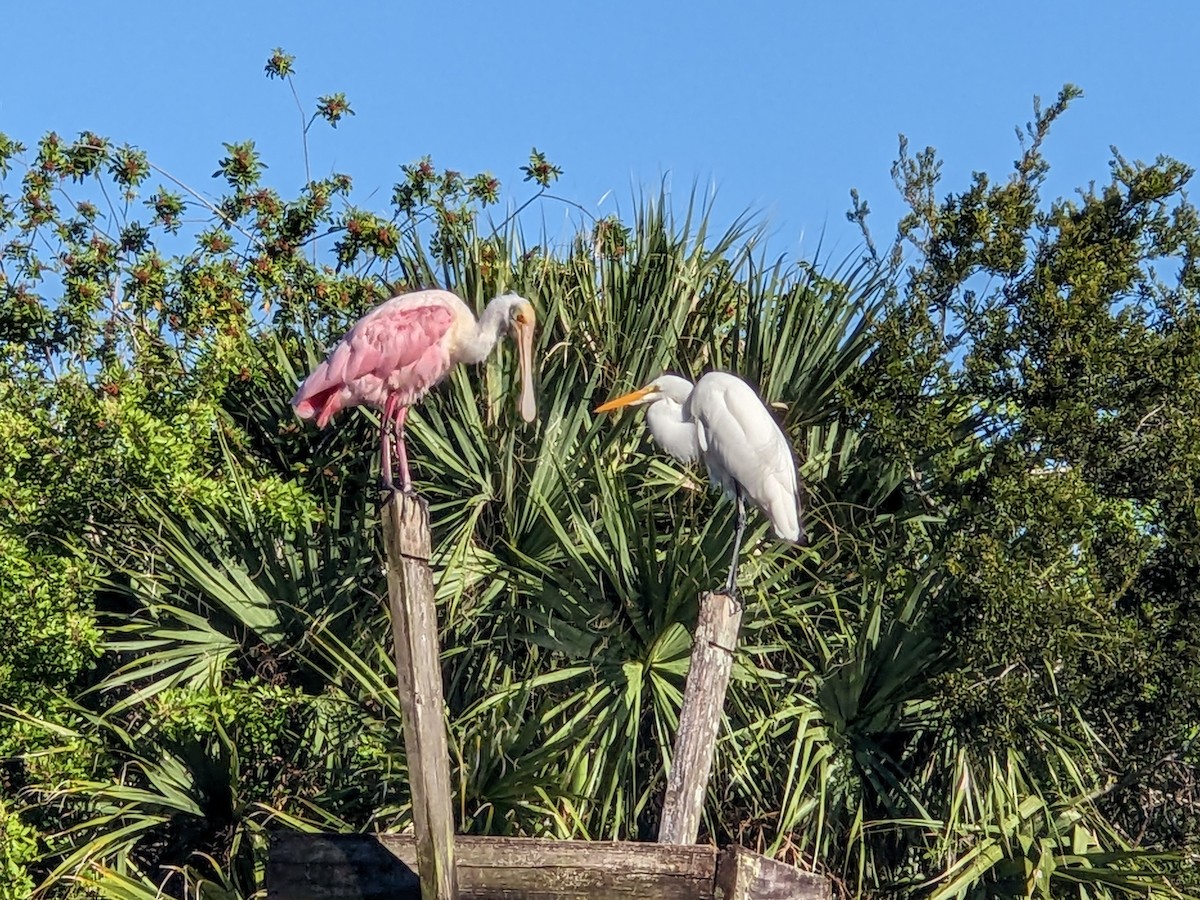 Roseate Spoonbill - ML644460847