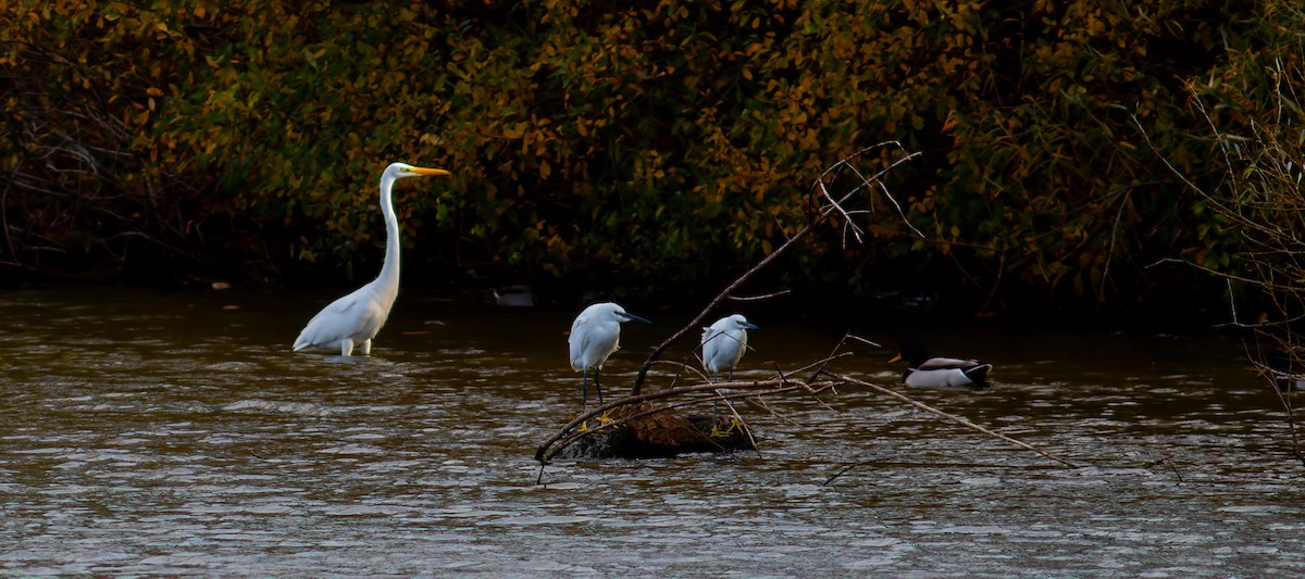 ダイサギ - ML644460848