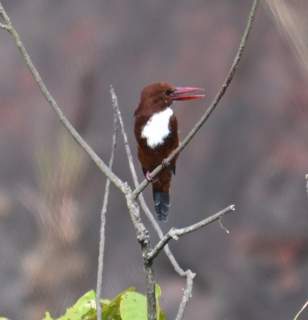 kastanjeisfugl - ML644460850