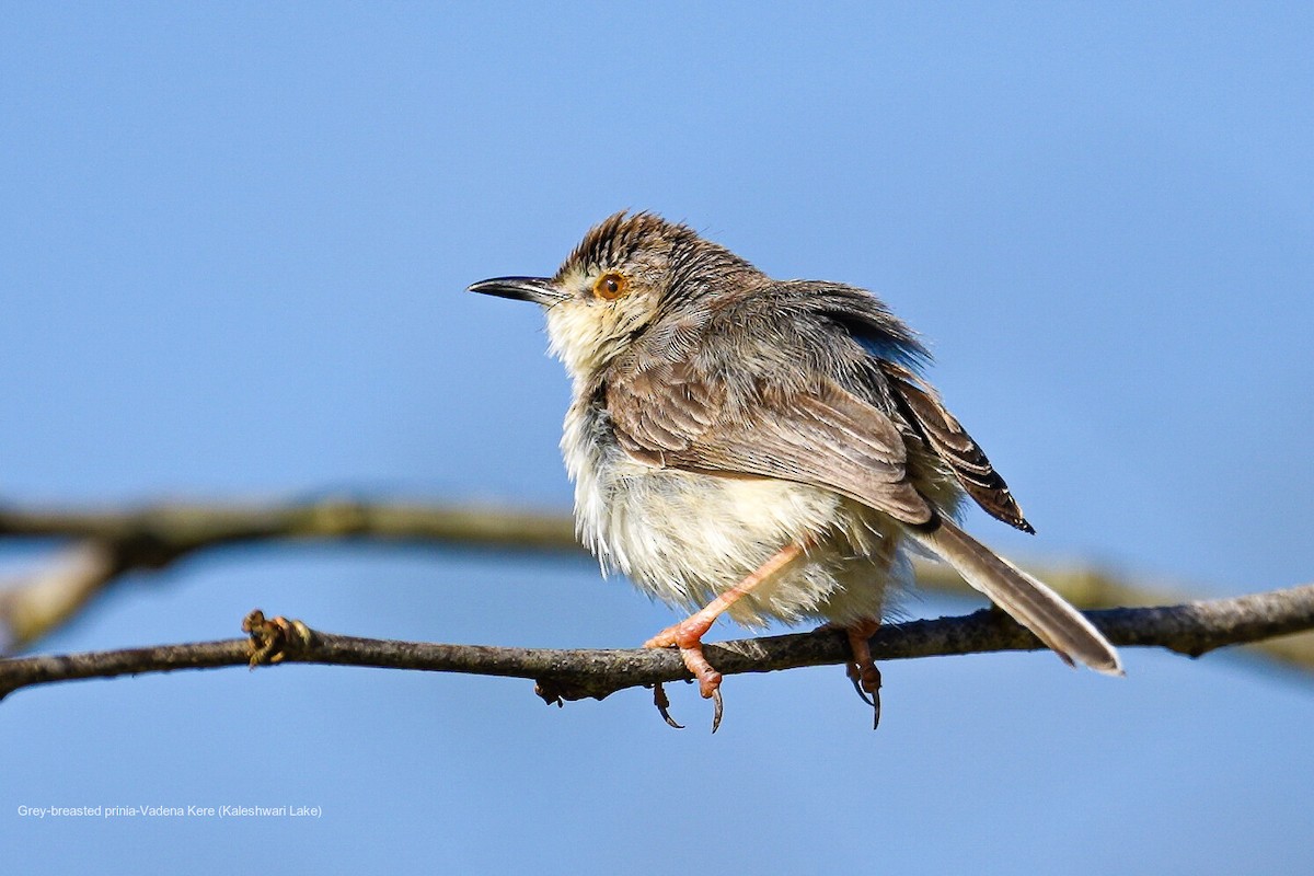 gråbrystprinia - ML644460851