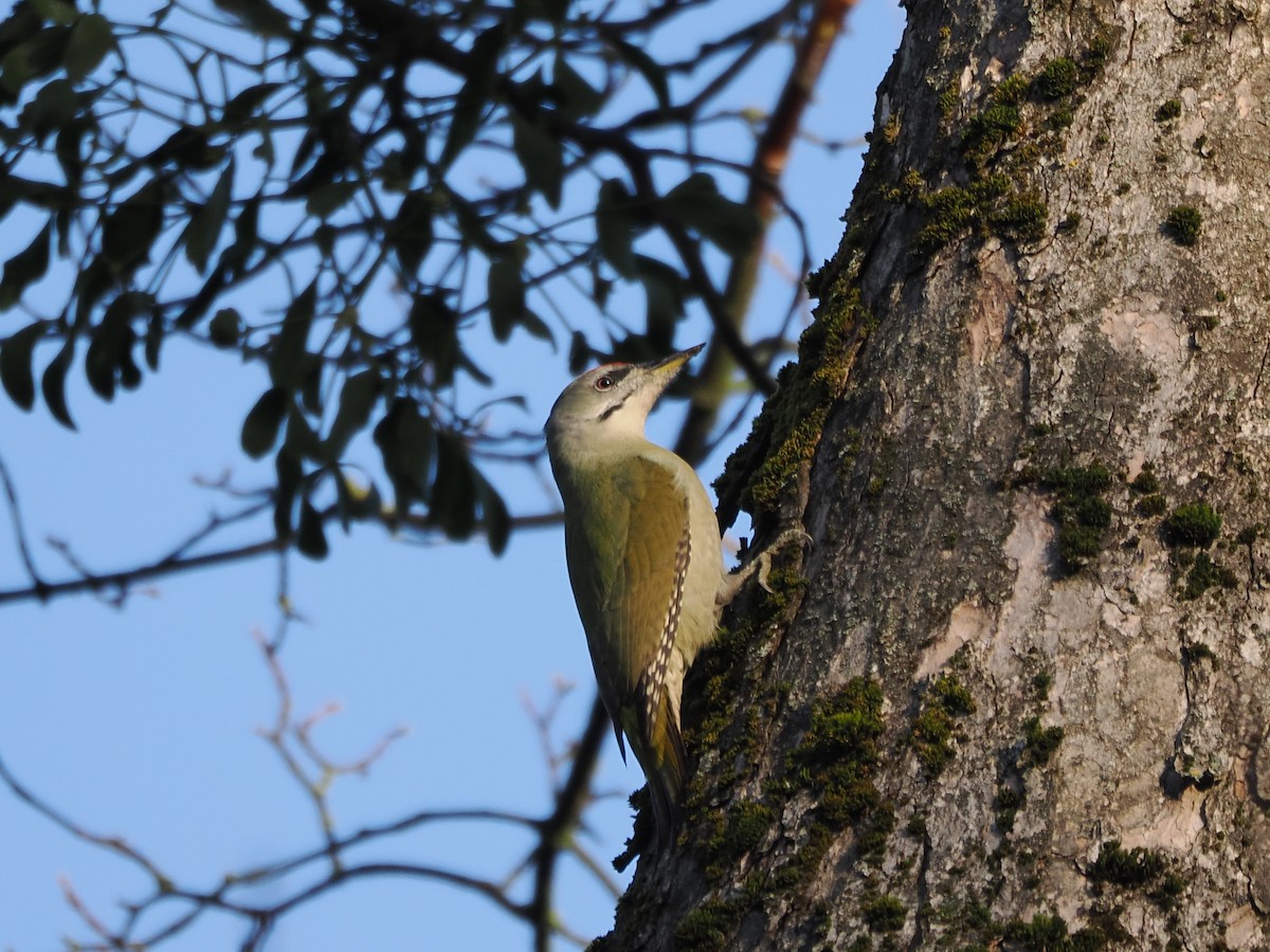 Pic cendré - ML644460856