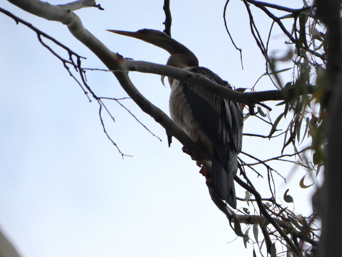 オーストラリアヘビウ - ML644460859