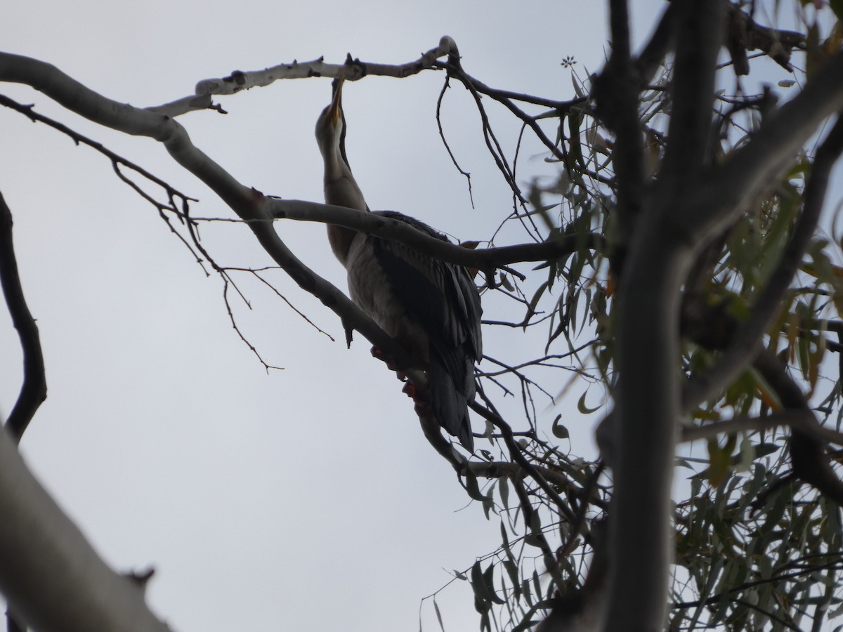 オーストラリアヘビウ - ML644460860