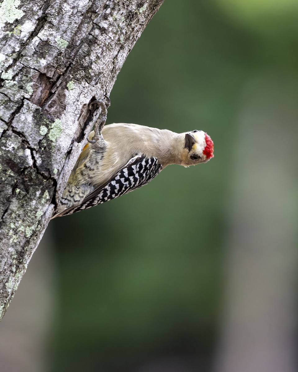 Rotkappenspecht - ML644460864