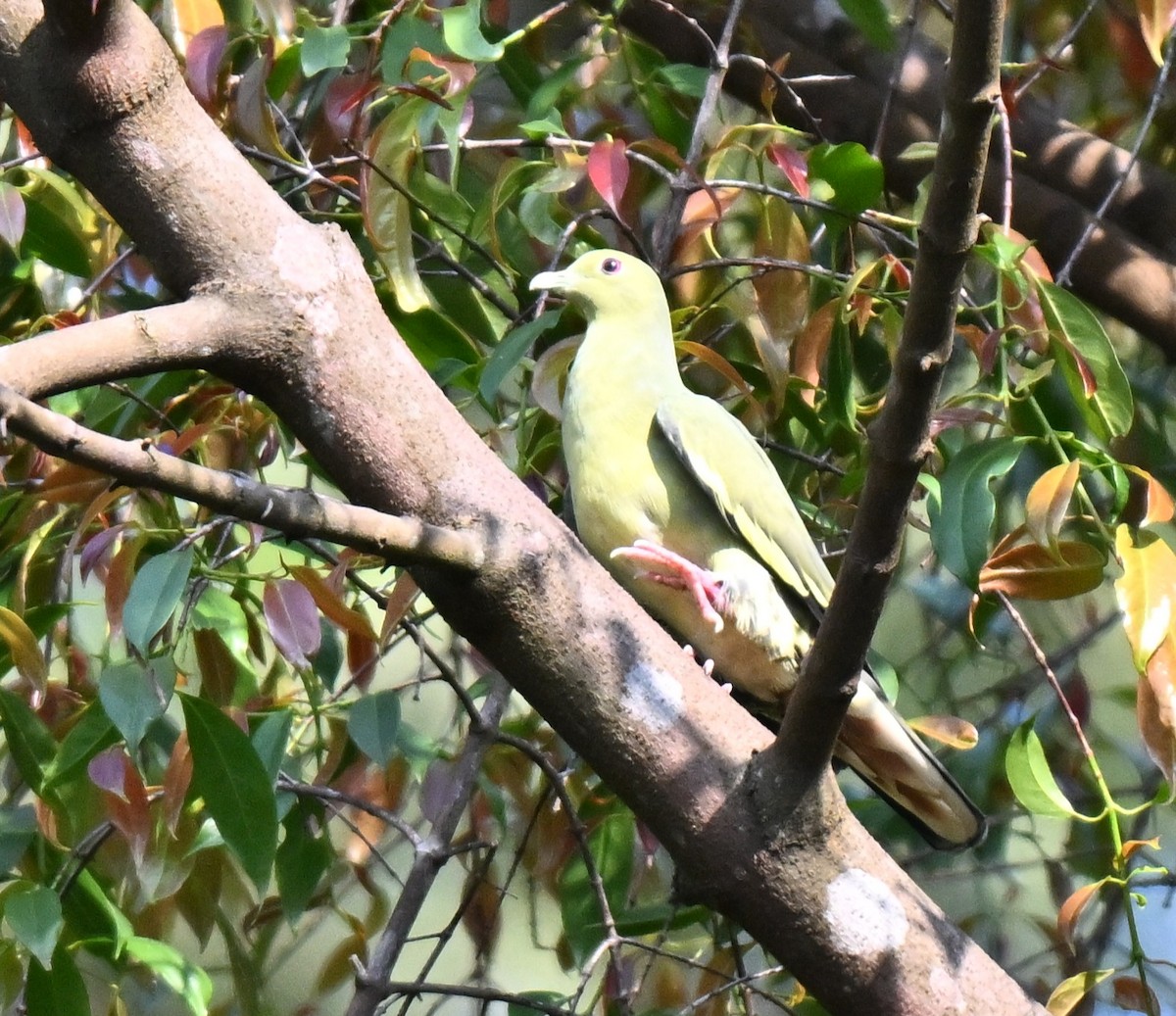 コアオバト - ML644460865