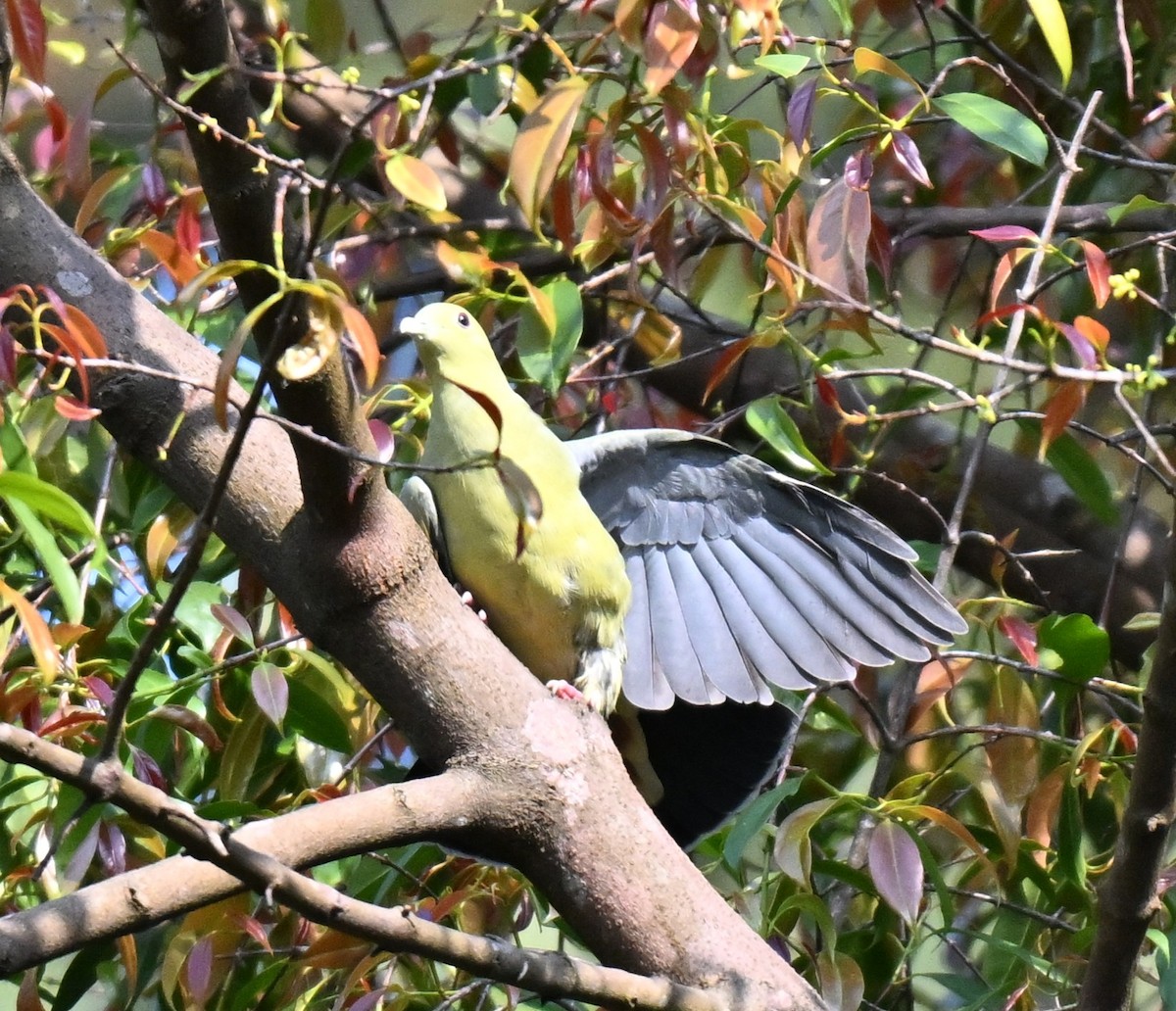 コアオバト - ML644460866