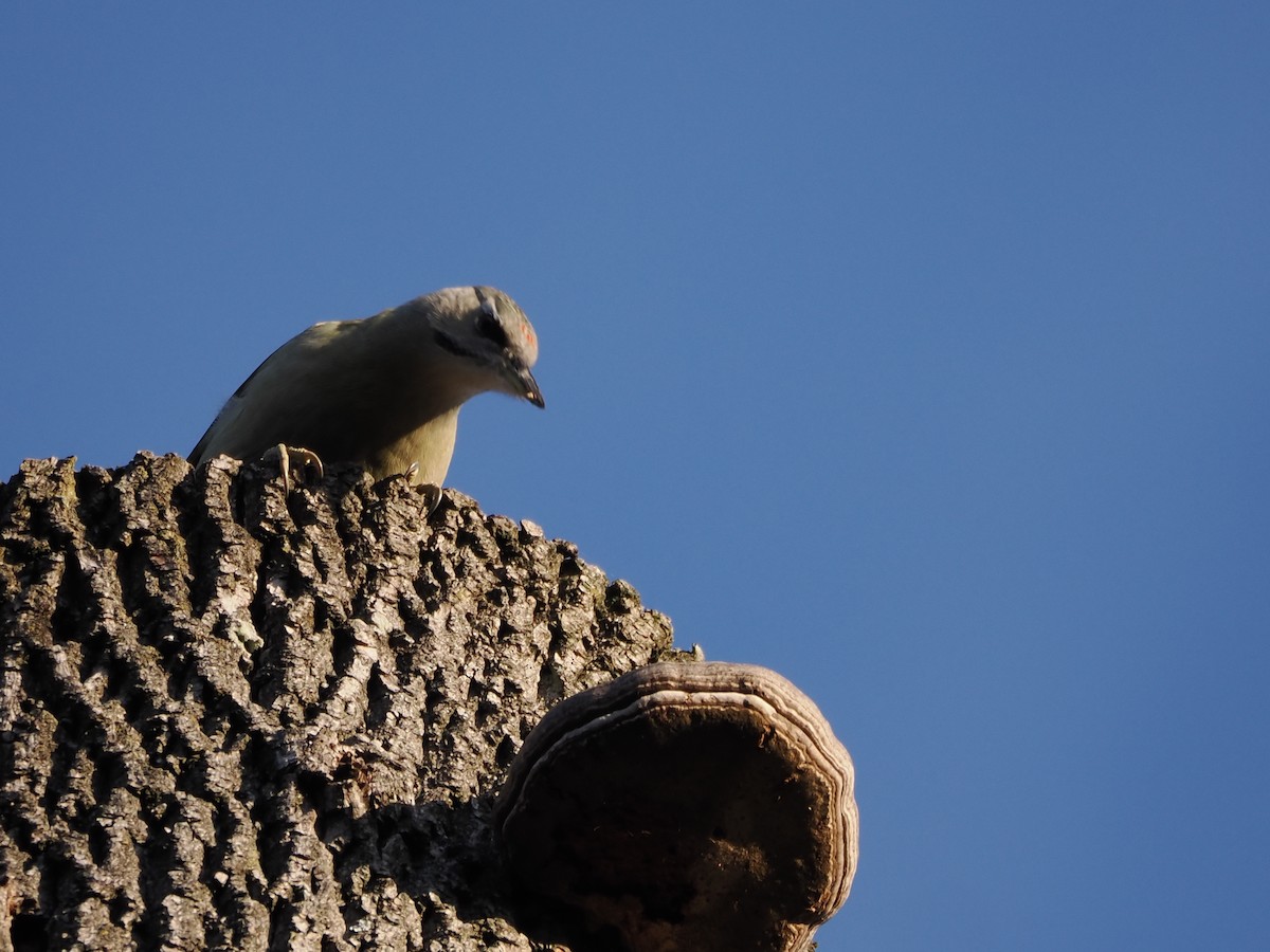 Pic cendré - ML644460867