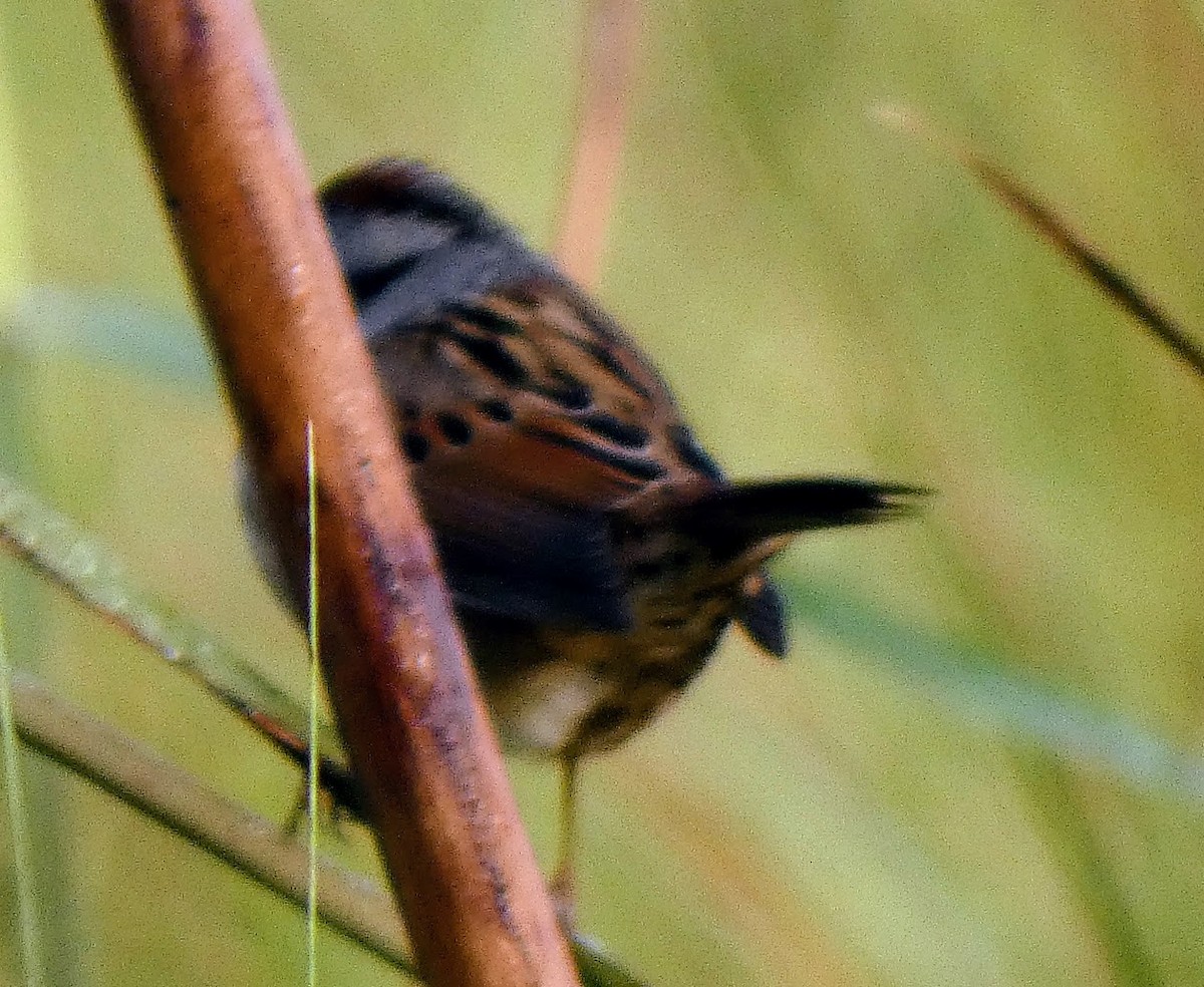 Swamp Sparrow - ML644460875