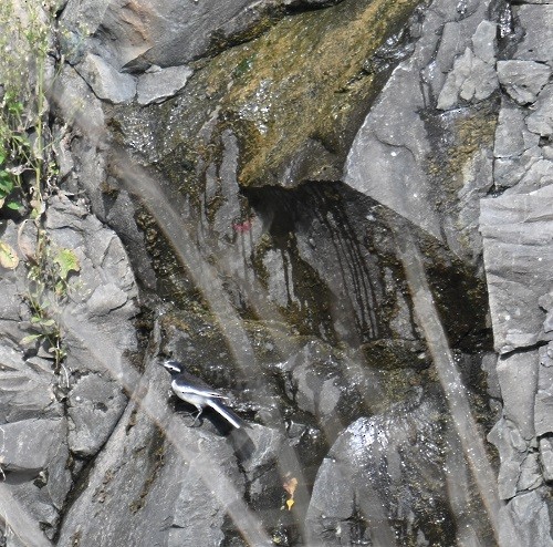 skjæreerle - ML644460878