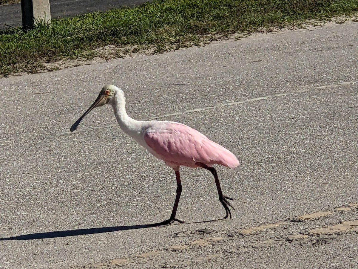 Roseate Spoonbill - ML644460880