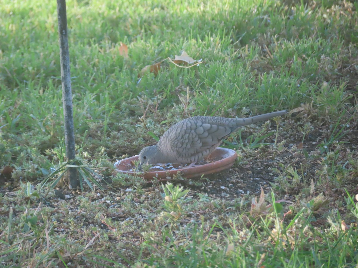 Colombe inca - ML644460881