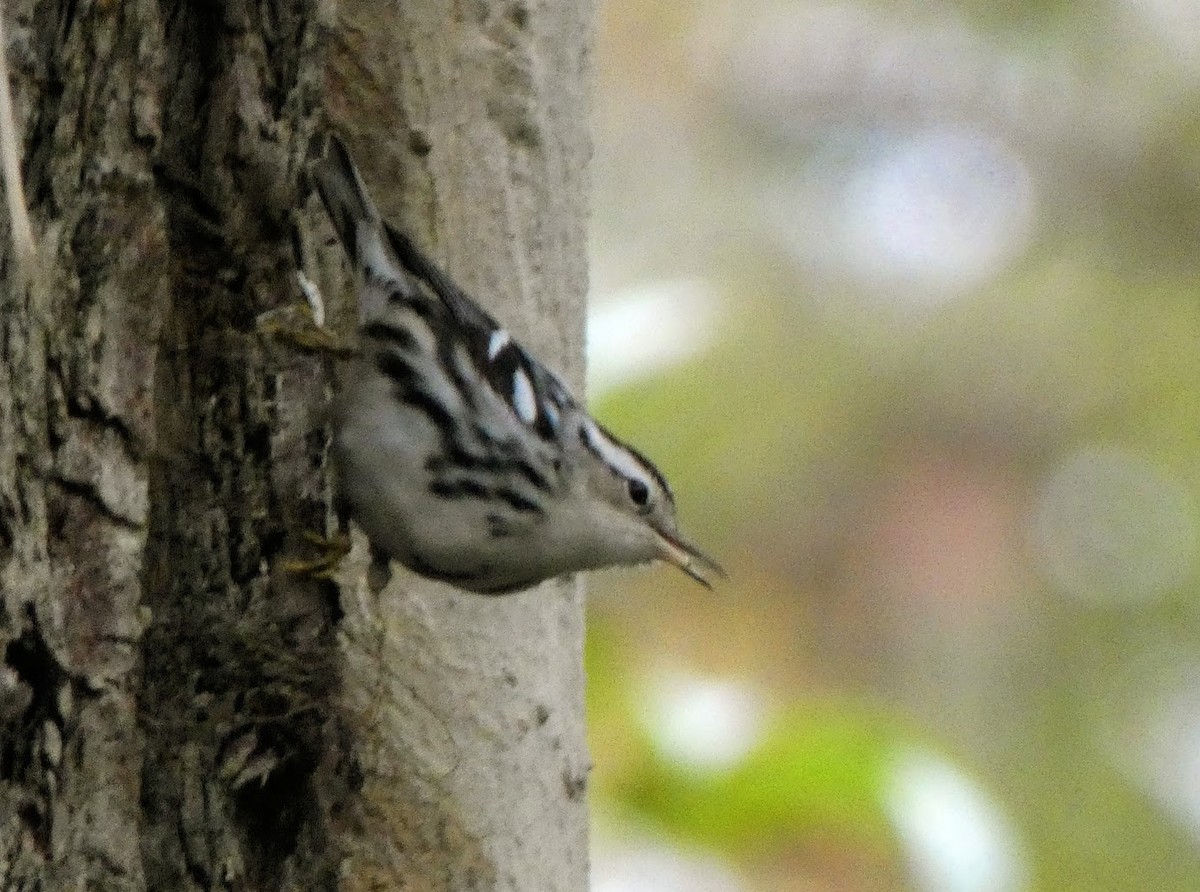 Black-and-white Warbler - ML644460884
