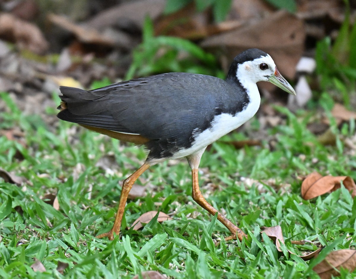 シロハラクイナ - ML644460886