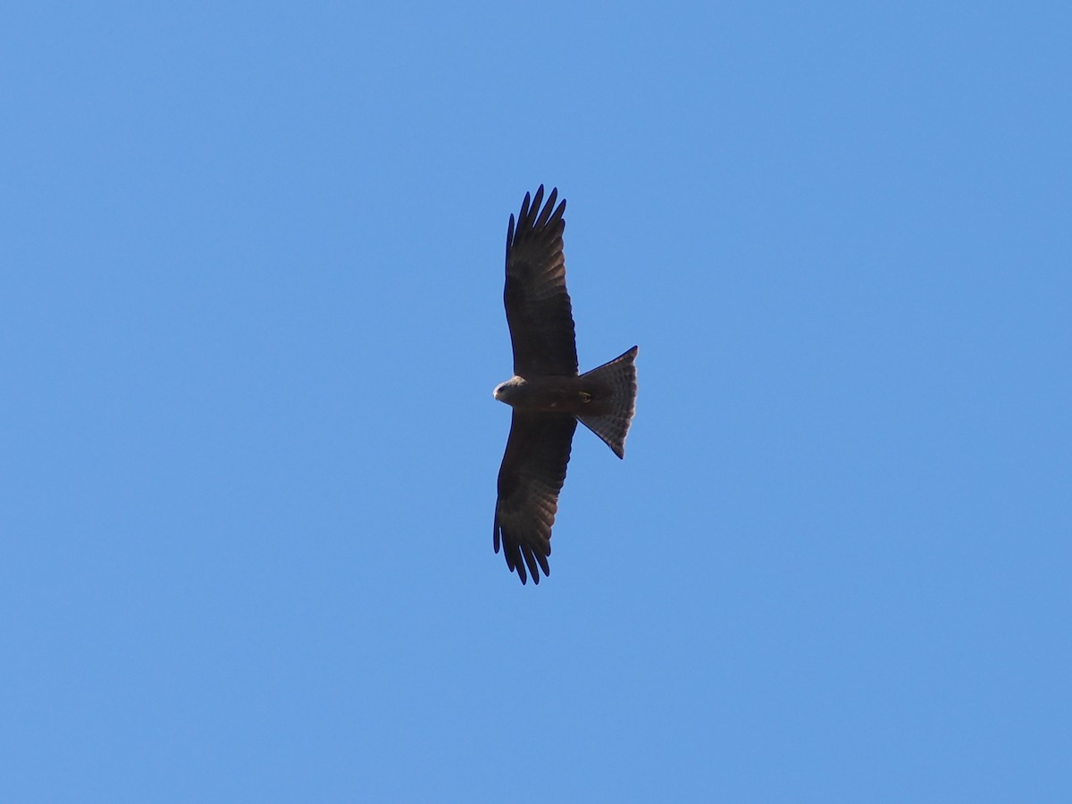 Black Kite (Yellow-billed) - ML644460887