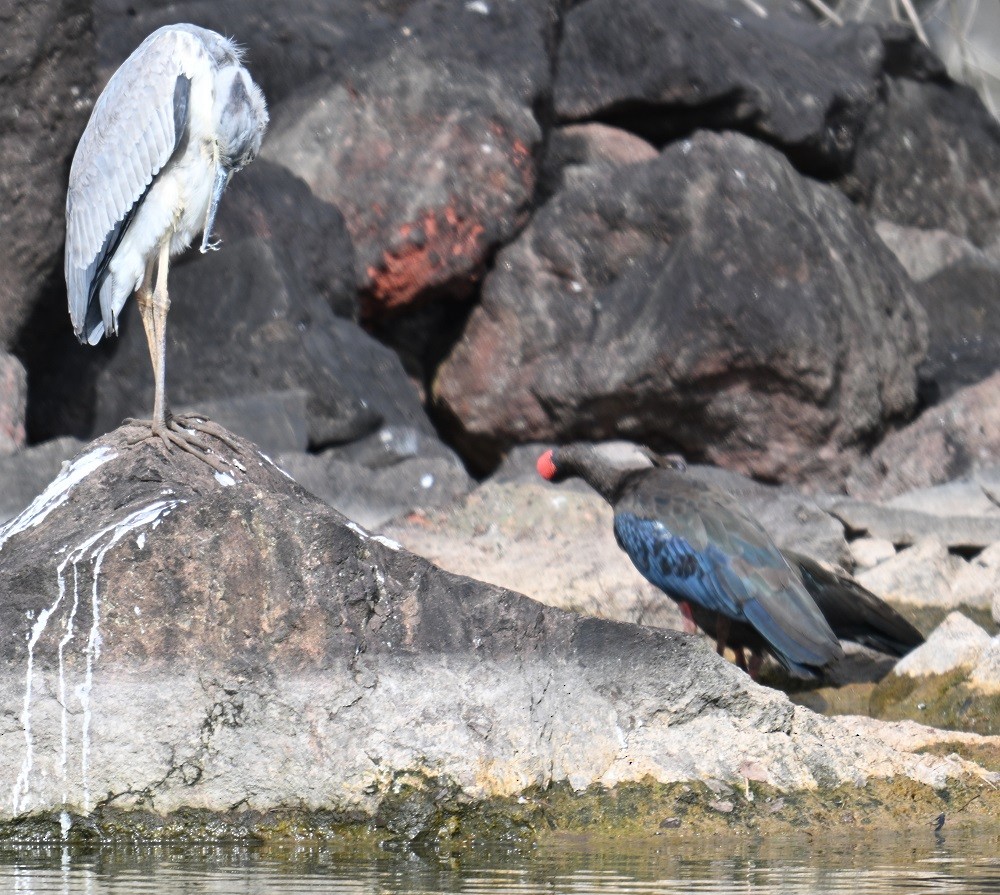 gråhegre - ML644460890