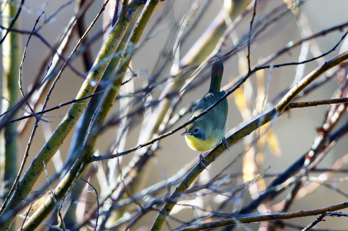 Common Yellowthroat - ML644460893