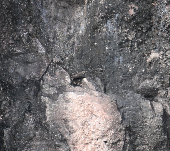 steinsvale - ML644460896