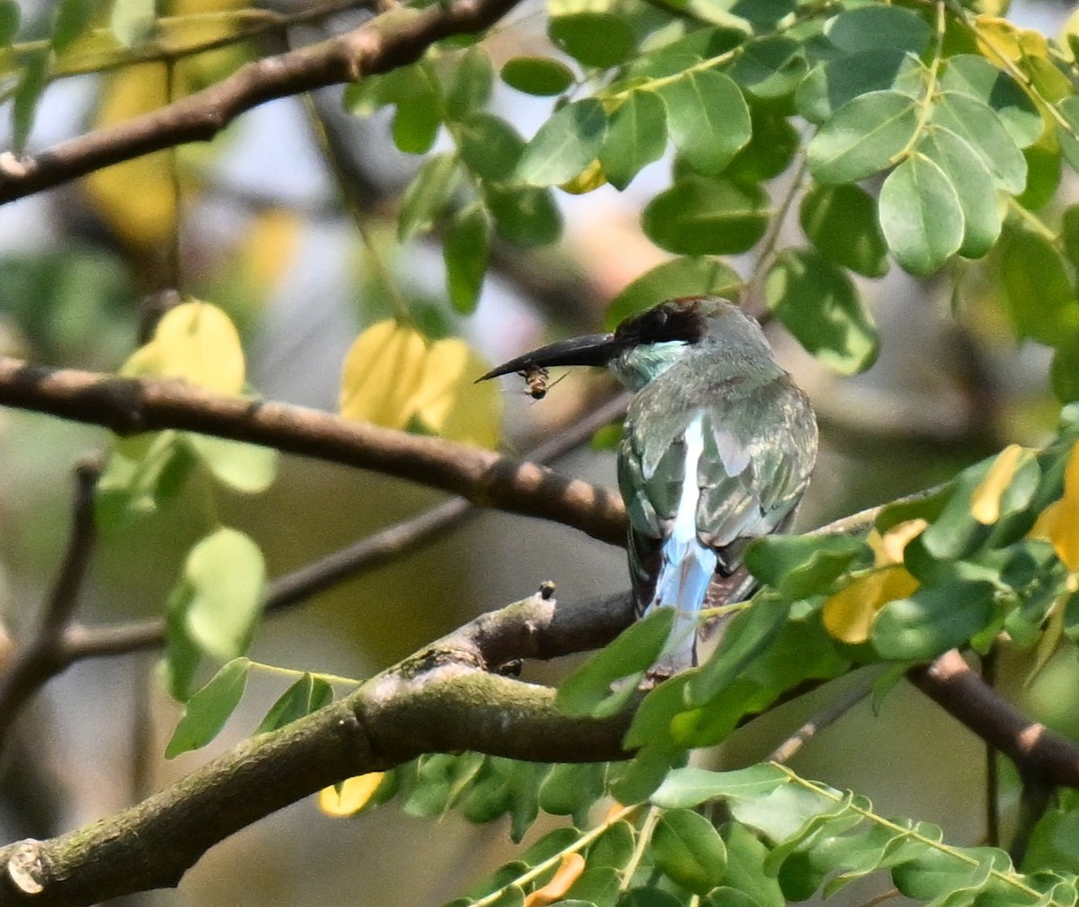 ルリノドハチクイ - ML644460907