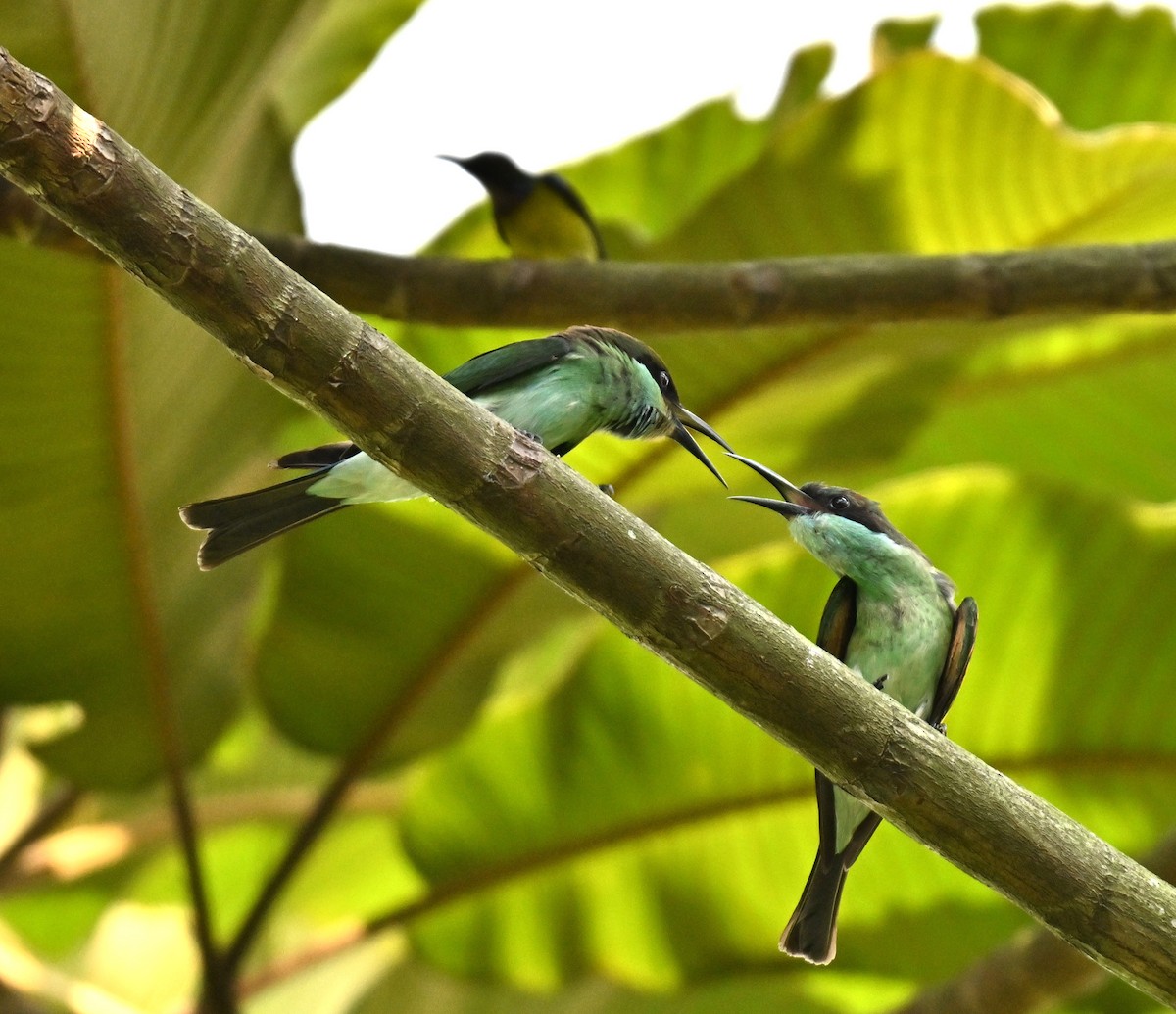 ルリノドハチクイ - ML644460908