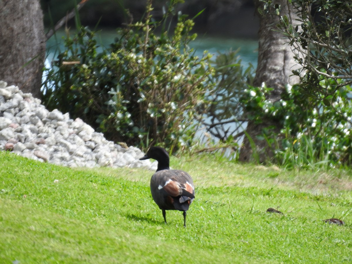 Paradiesgans - ML644460910