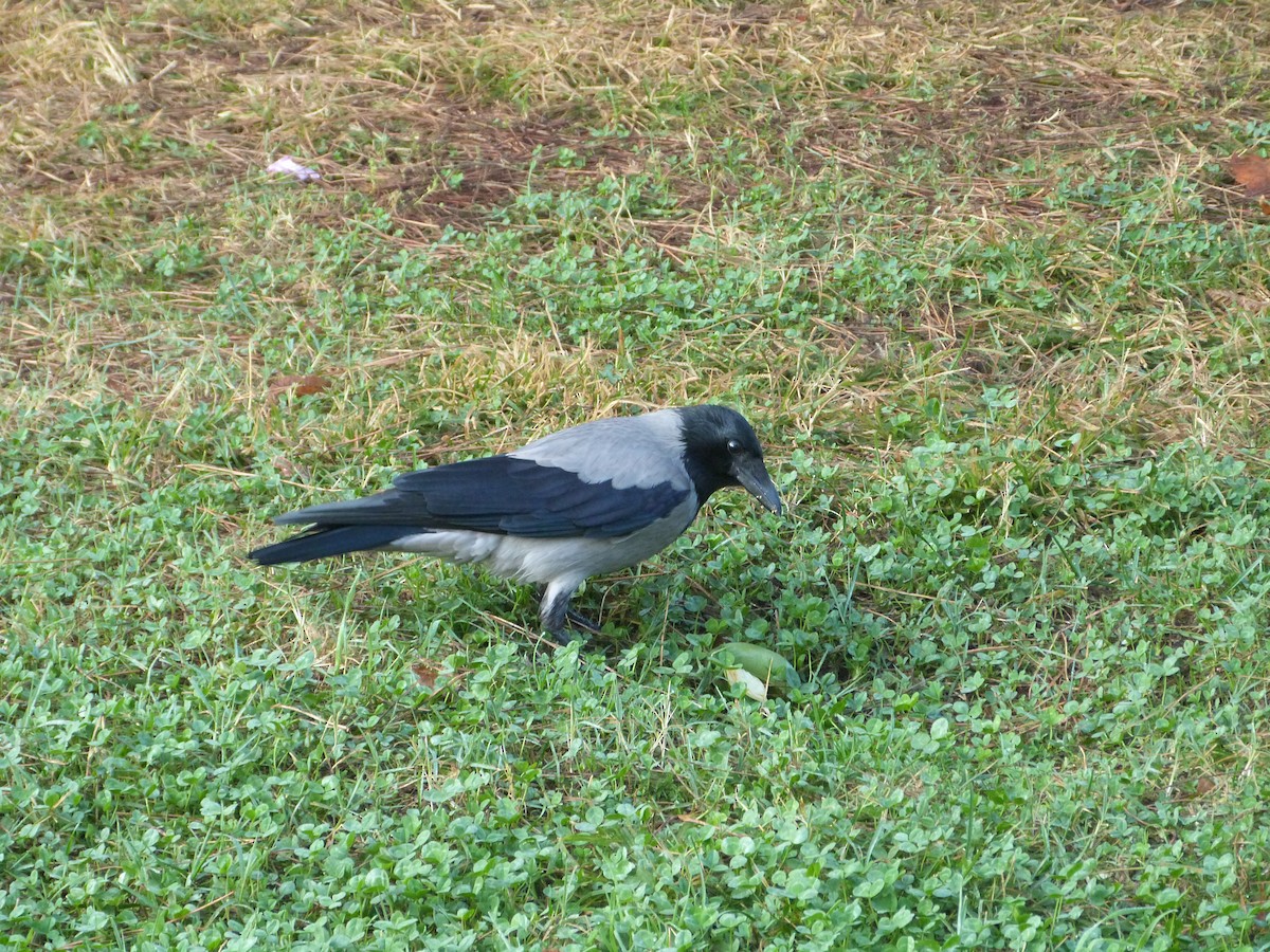 Саарал хэрээ - ML644460912