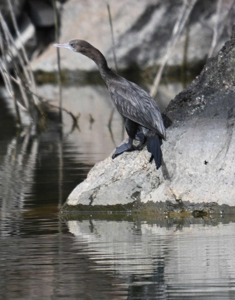 orientdvergskarv - ML644460914