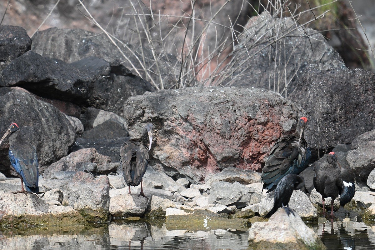 rødvorteibis - ML644460918