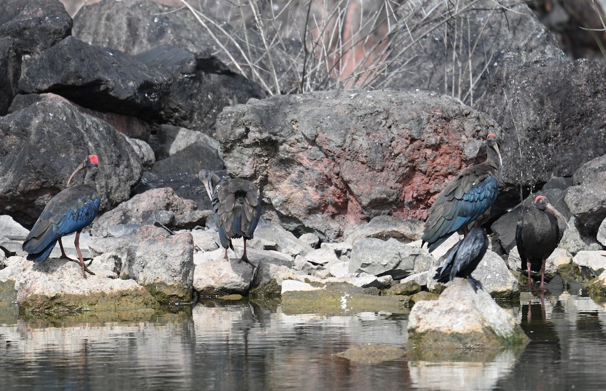 rødvorteibis - ML644460919