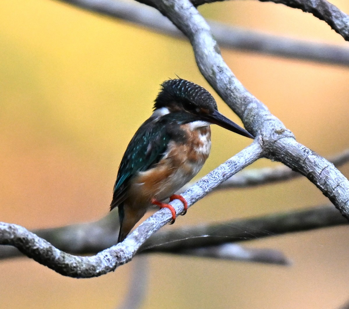 カワセミ - ML644460920