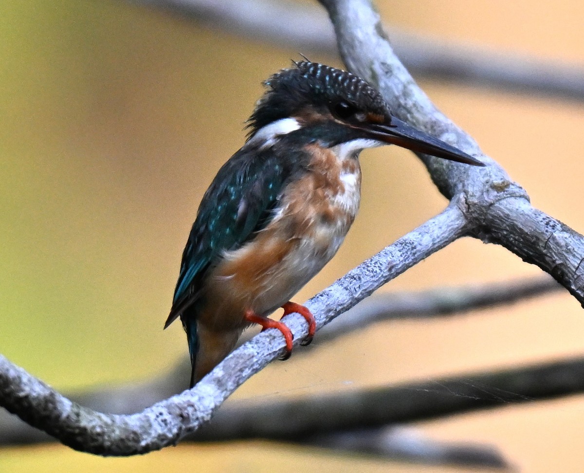 カワセミ - ML644460921