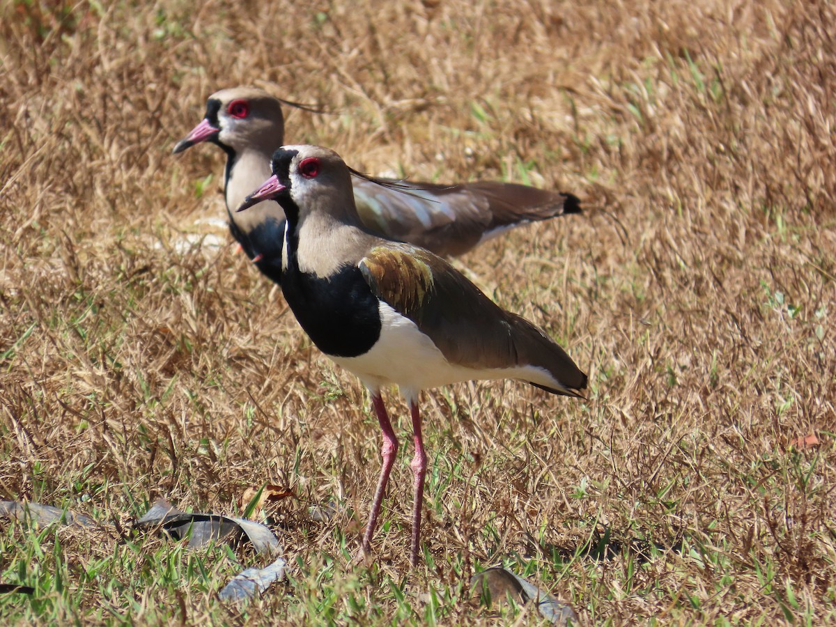 Southern Lapwing - ML644460927