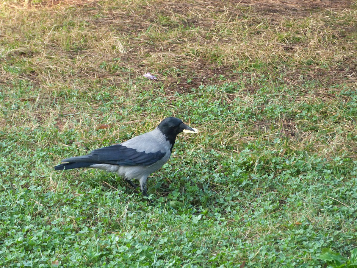 Саарал хэрээ - ML644460929